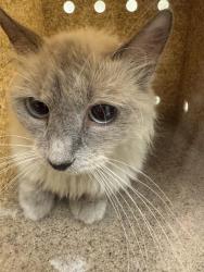 Shelter Stray Female Cat last seen Near BLOCK S 2200 W, WEST VALLEY CITY UT 84119, Salt Lake City, UT 84120