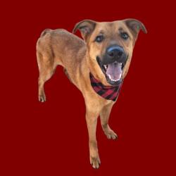Shelter Stray Male Dog last seen Near BLOCK ISAAC RD, TAFT CA 93268, Bakersfield, CA 93308