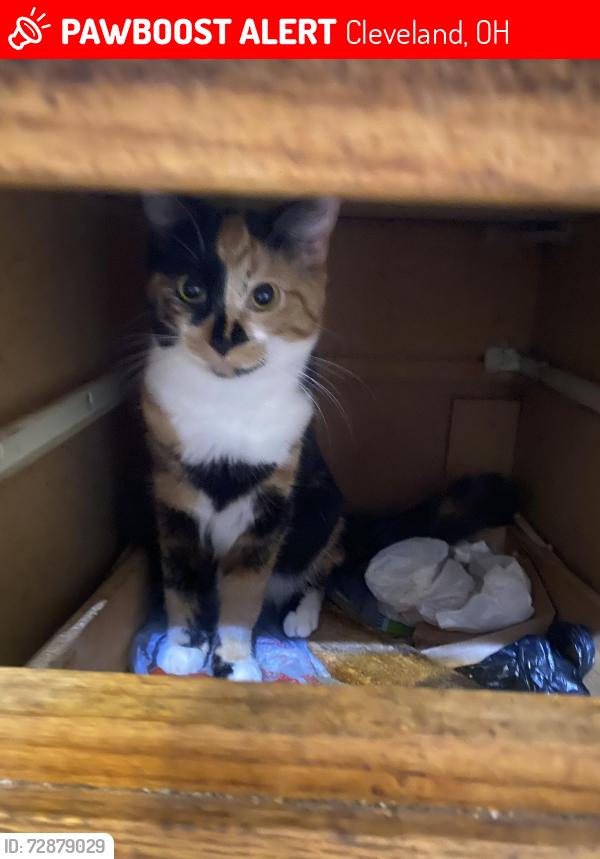 Lost Female Cat last seen My hse at 3546 west 45th st Cleveland Ohio 44102, Cleveland, OH 44102