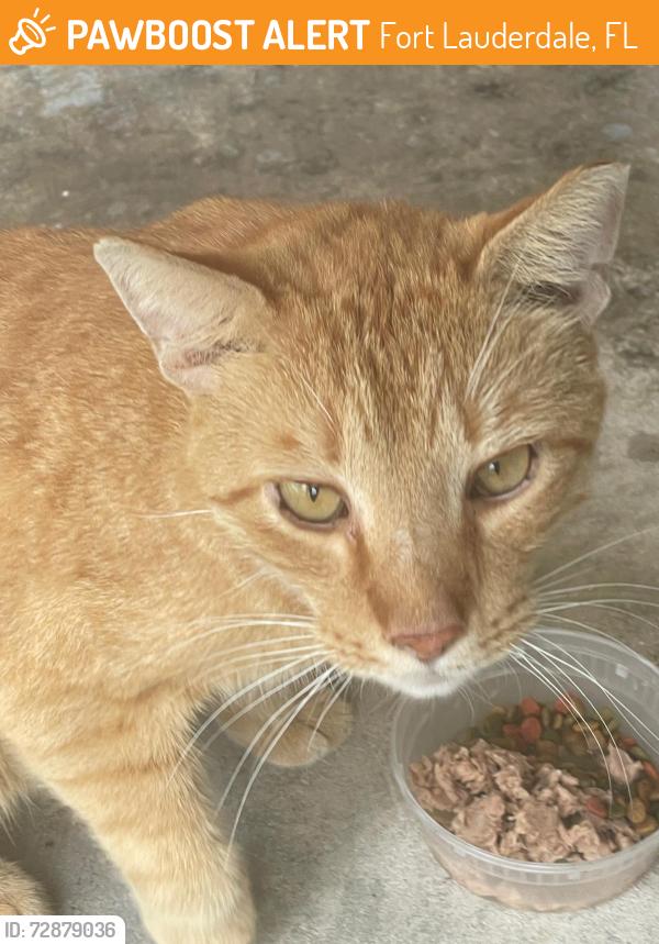 Found/Stray Unknown Cat last seen Riverland Road, Fort Lauderdale FL 33312 close to the park, Fort Lauderdale, FL 33312