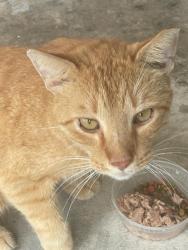 Found/Stray Unknown Cat last seen Riverland Road, Fort Lauderdale FL 33312 close to the park, Fort Lauderdale, FL 33312