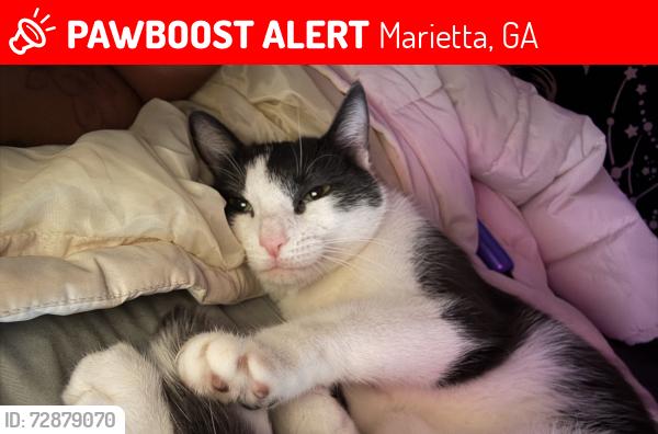 Lost Female Cat last seen Copper Social near entrance gate (?), Marietta, GA 30066