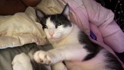 Lost Female Cat last seen Copper Social near entrance gate (?), Marietta, GA 30066