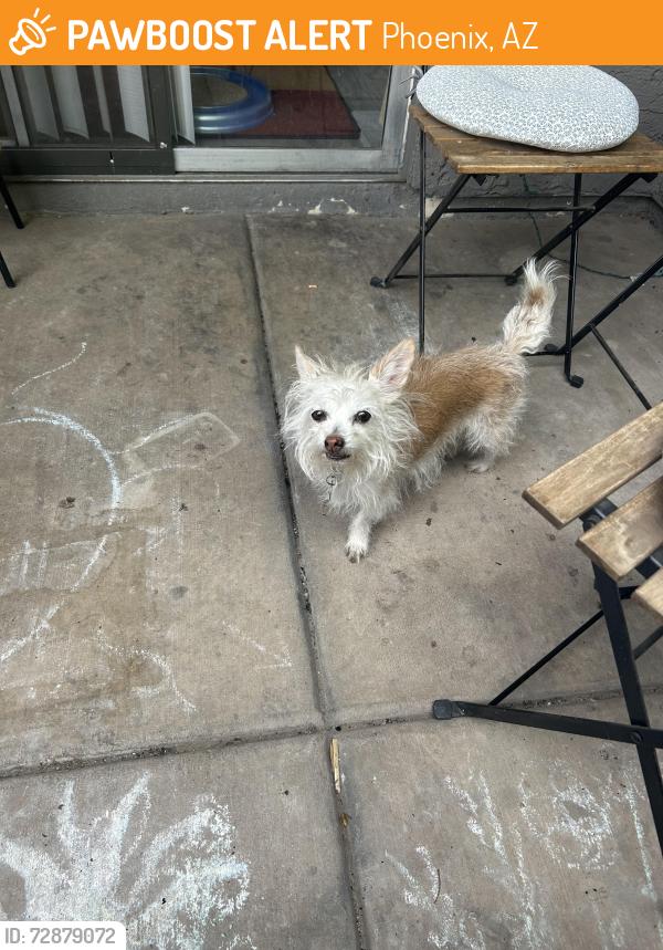 Found/Stray Female Dog last seen 19th ave and Thunderbird , Phoenix, AZ 85023
