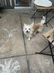 Found/Stray Female Dog last seen 19th ave and Thunderbird , Phoenix, AZ 85023