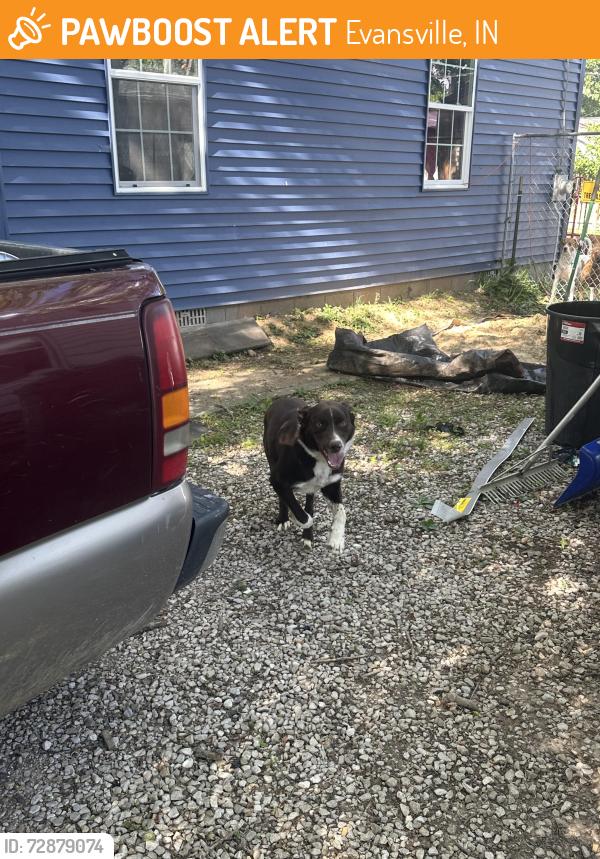 Found/Stray Male Dog last seen taft and case ave , Evansville, IN 47714
