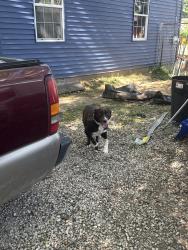 Found/Stray Male Dog last seen taft and case ave , Evansville, IN 47714