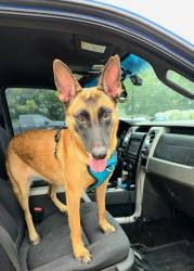Lost Female Dog last seen Remount Dr, San Antonio, TX 78218