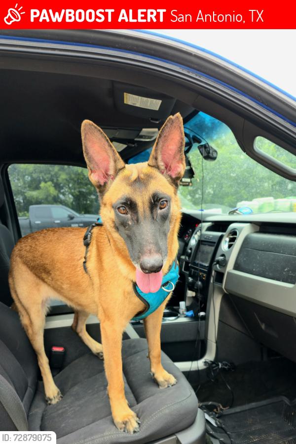 Lost Female Dog last seen Remount Dr, San Antonio, TX 78218