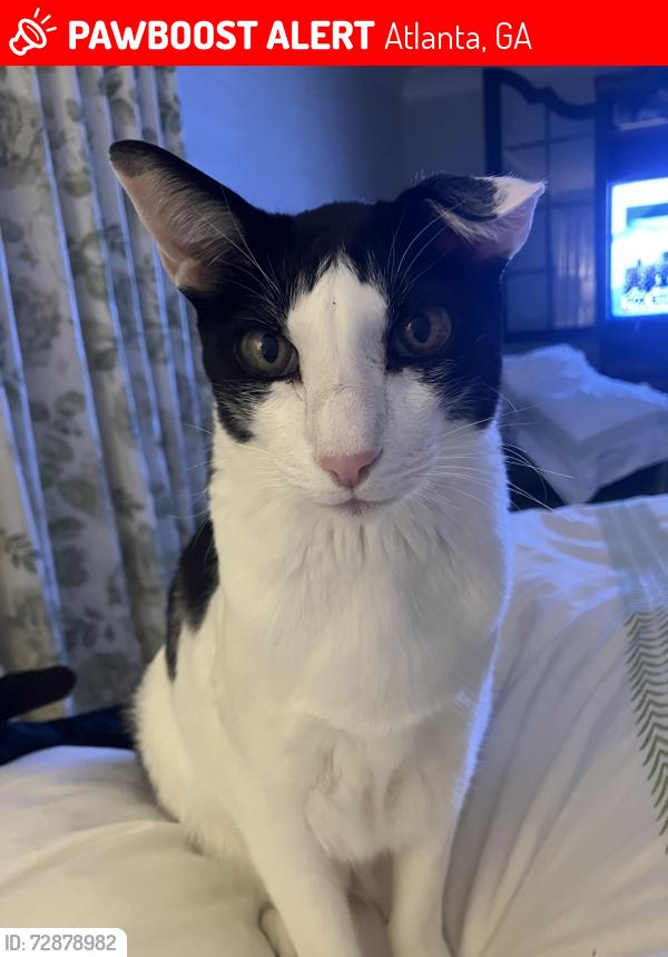 Lost Male Cat last seen Corner of Glen Devon Dr. NW and Harrogate, Atlanta, GA 30327