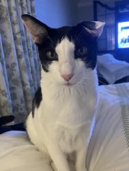 Lost Male Cat last seen Corner of Glen Devon Dr. NW and Harrogate, Atlanta, GA 30327