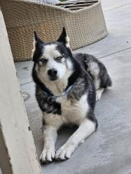 Found/Stray Male Dog last seen Indian hill blvd, Pomona, CA 91767