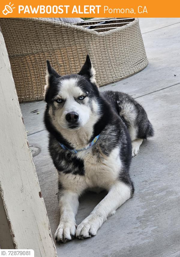 Found/Stray Male Dog last seen Indian hill blvd, Pomona, CA 91767