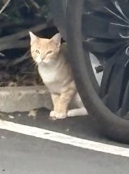 Found/Stray Male Cat last seen Comanche drive and Mohawk, La Mesa, CA 91942