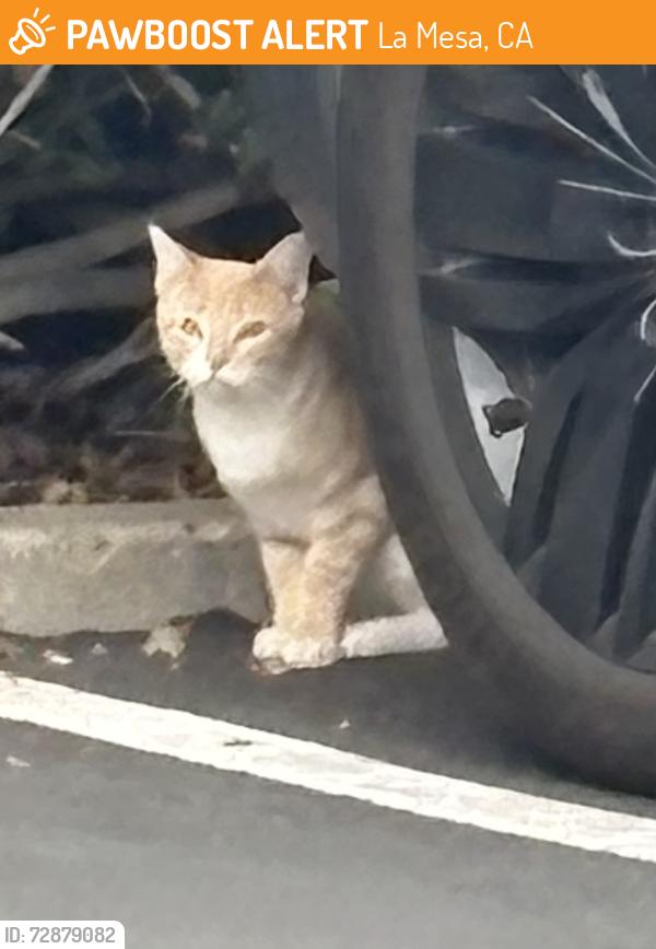 Found/Stray Male Cat last seen Comanche drive and Mohawk, La Mesa, CA 91942