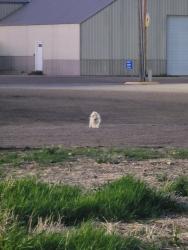 Found/Stray Unknown Dog last seen Between Monarch Steakhouse and Volunteer Fire Department in Renner, Renner, SD 57055