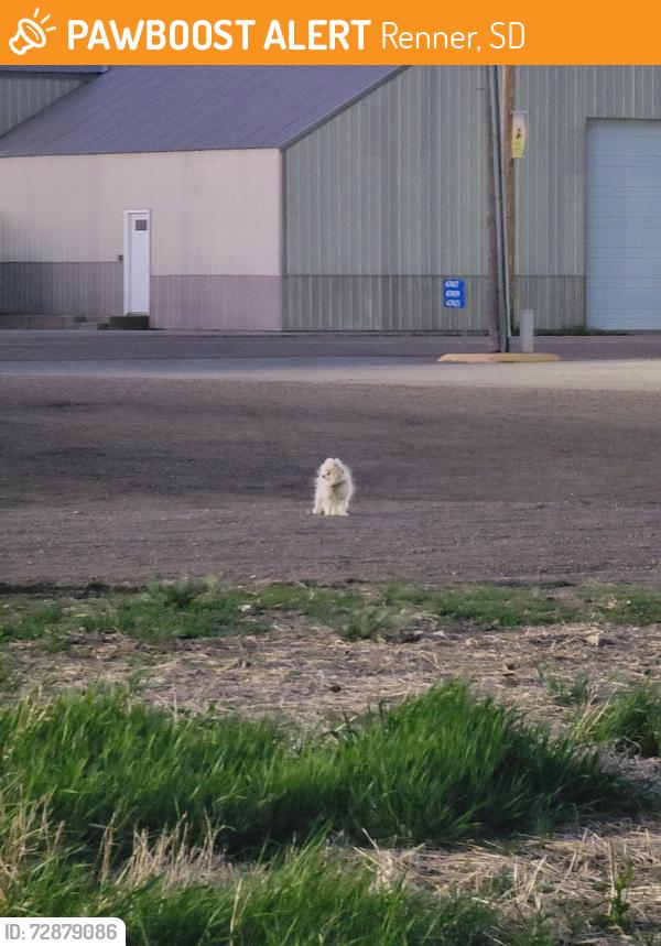 Found/Stray Unknown Dog last seen Between Monarch Steakhouse and Volunteer Fire Department in Renner, Renner, SD 57055