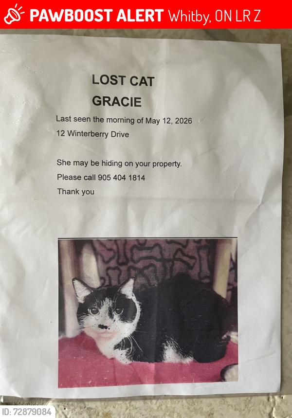 Lost Female Cat last seen Taunton road north & Winterberry drive , Whitby, ON L1R 1Z2