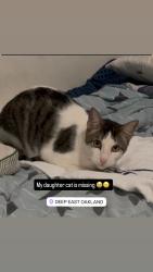 Lost Male Cat last seen 105th russet, Oakland, CA 94603