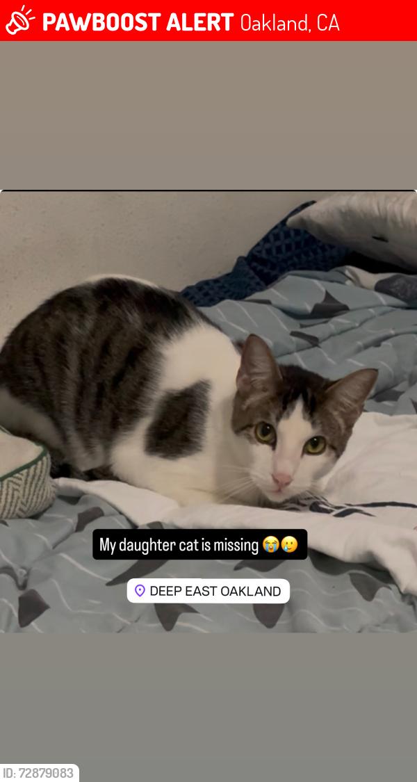 Lost Male Cat last seen 105th russet, Oakland, CA 94603
