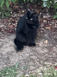 Found/Stray Unknown Cat last seen W. 223rd and Denker, Torrance, CA 90501