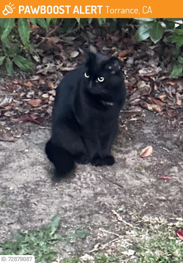 Found/Stray Unknown Cat last seen W. 223rd and Denker, Torrance, CA 90501