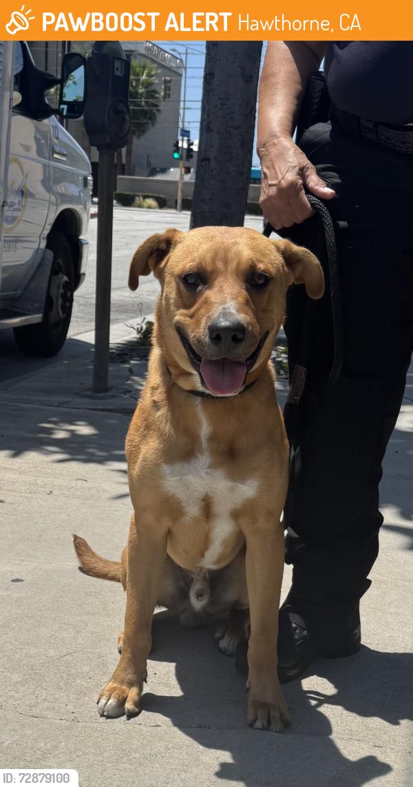Found/Stray Male Dog last seen W El Segundo Blvd and Hawthorne Blvd, Hawthorne, CA 90250