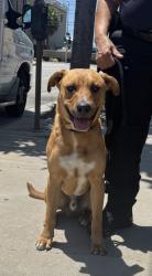 Found/Stray Male Dog last seen W El Segundo Blvd and Hawthorne Blvd, Hawthorne, CA 90250