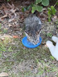 Found/Stray Unknown Cat last seen Indian Trail, Taylors, SC 29687