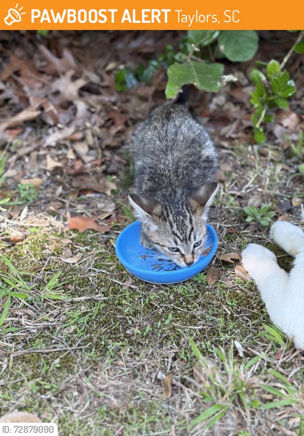 Found/Stray Unknown Cat last seen Indian Trail, Taylors, SC 29687