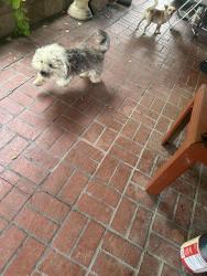 Lost Female Dog last seen Garey and county, Pomona, CA 91766