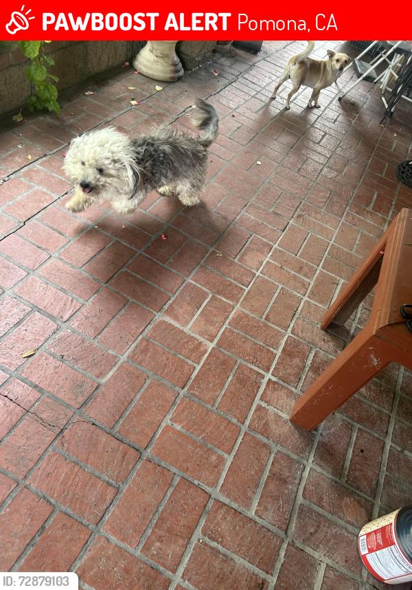 Lost Female Dog last seen Garey and county, Pomona, CA 91766