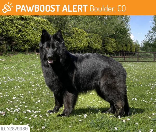 Found/Stray Male Dog last seen Valmont and Folsom, Boulder, CO 80304