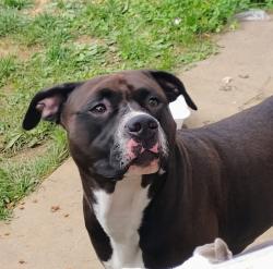 Found/Stray Male Dog last seen Magnolia Cemetery, Levick Street , Philadelphia, PA 19135