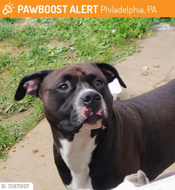 Found/Stray Male Dog last seen Magnolia Cemetery, Levick Street , Philadelphia, PA 19135