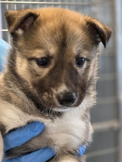 Shelter Stray Female Dog last seen E Annadale Ave & S Walnut Ave, Fresno Zone Fresno CO 1A 93706, , Fresno, CA 93706