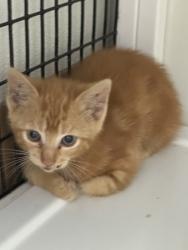 Shelter Stray Female Cat last seen Alvarado, TX 76009, Alvarado, TX 76009