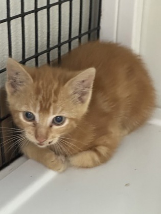 Shelter Stray Female Cat last seen Alvarado, TX 76009, Alvarado, TX 76009