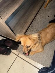 Reunited Female Dog last seen Mills, San Jose, Montclair, CA 91763