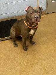 Shelter Stray Male Dog last seen Meadowdale Park, 3569 Larkspur Decatur, 30032, 30032, GA, Atlanta, GA 30341