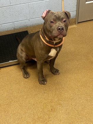 Shelter Stray Male Dog last seen Meadowdale Park, 3569 Larkspur Decatur, 30032, 30032, GA, Atlanta, GA 30341