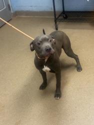 Shelter Stray Male Dog last seen Meadowdale Park, 3569 Larkspur Decatur, 30032, 30032, GA, Atlanta, GA 30341