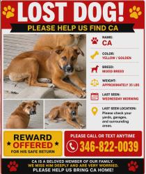 Lost Male Dog last seen Near dover st 77031, Houston, TX 77031