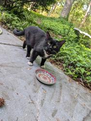 Found/Stray Unknown Cat last seen Harrison ave south, Cary, NC 27511