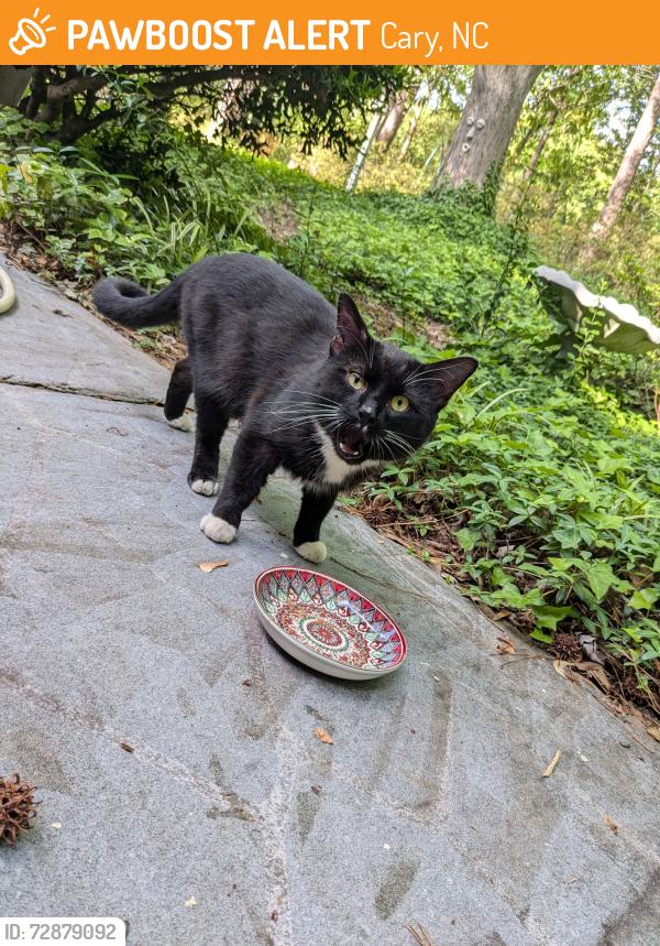 Found/Stray Unknown Cat last seen Harrison ave south, Cary, NC 27511