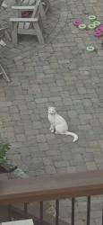 Lost Female Cat last seen Near Hopewell Manor dr, Cumming, GA 30028