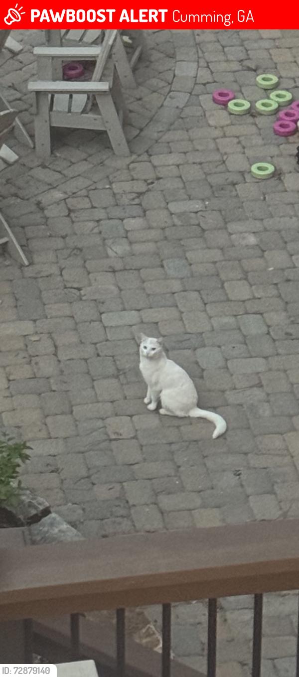 Lost Female Cat last seen Near Hopewell Manor dr, Cumming, GA 30028