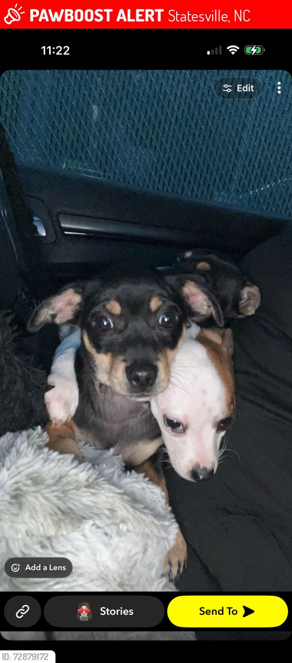 Lost Male Dog last seen Wallace springs rd statesville nc , Statesville, NC 28677