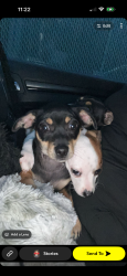 Lost Male Dog last seen Wallace springs rd statesville nc , Statesville, NC 28677