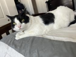 Lost Male Cat last seen Route 66 and Alvan Clark, Flagstaff, AZ 86001